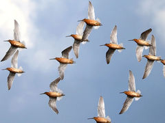 (Short-billed Dowitcher) flying ventral (Short-billed Dowitcher) flying ventral