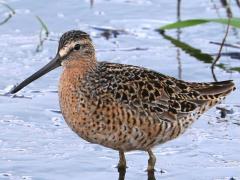 (Short-billed Dowitcher) wading (Short-billed Dowitcher) wading