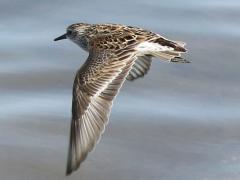 (Least Sandpiper) flying (Least Sandpiper) flying