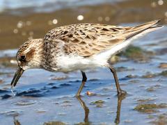 (Semipalmated Sandpiper) feeding (Semipalmated Sandpiper) feeding