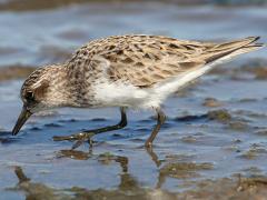 (Semipalmated Sandpiper) walking (Semipalmated Sandpiper) walking