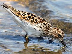 (Least Sandpiper) foraging (Least Sandpiper) foraging