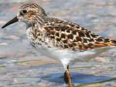 (Least Sandpiper) standing (Least Sandpiper) standing