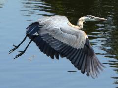 (Great Blue Heron) flying (Great Blue Heron) flying