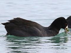 (American Coot) feeding (American Coot) feeding