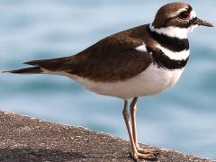 (Killdeer) standing (Killdeer) standing