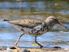 (Spotted Sandpiper) walking (Spotted Sandpiper) walking