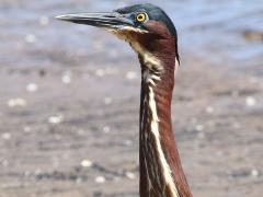 (Green Heron) neck (Green Heron) neck