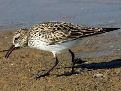 (White-rumped Sandpiper) foraging (White-rumped Sandpiper) foraging