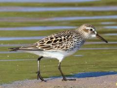 (White-rumped Sandpiper) walking (White-rumped Sandpiper) walking