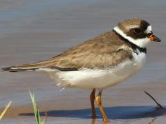 (Semipalmated Plover) chilling (Semipalmated Plover) chilling