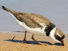 (Semipalmated Plover) foraging (Semipalmated Plover) foraging