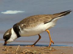 (Semipalmated Plover) nibbling (Semipalmated Plover) nibbling