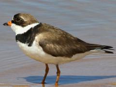 (Semipalmated Plover) standing (Semipalmated Plover) standing