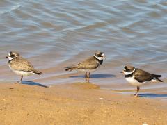 (Semipalmated Plover) trio (Semipalmated Plover) trio