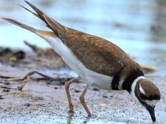 (Killdeer) foraging (Killdeer) foraging