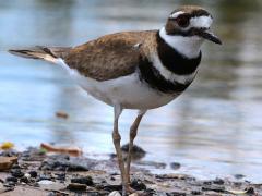 (Killdeer) walking (Killdeer) walking