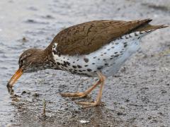 (Spotted Sandpiper) foraging (Spotted Sandpiper) foraging