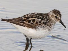 (Semipalmated Sandpiper) walking (Semipalmated Sandpiper) walking