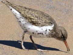 (Spotted Sandpiper) foraging (Spotted Sandpiper) foraging