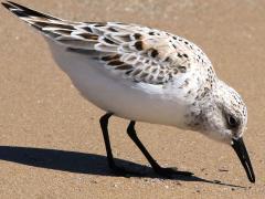 (Sanderling) foraging (Sanderling) foraging