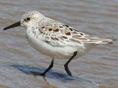 (Sanderling) wading (Sanderling) wading