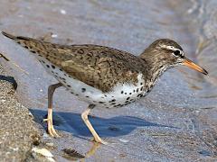 (Spotted Sandpiper) walking (Spotted Sandpiper) walking