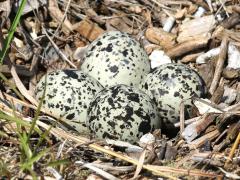 (Killdeer) eggs (Killdeer) eggs