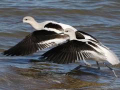 (American Avocet) dorsal (American Avocet) dorsal
