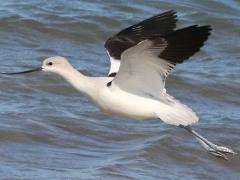 (American Avocet) flying (American Avocet) flying
