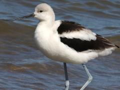 (American Avocet) standing (American Avocet) standing