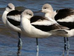 (American Avocet) trio (American Avocet) trio