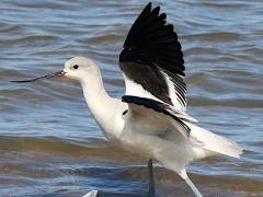 (American Avocet) wading (American Avocet) wading