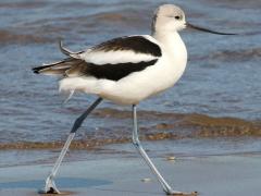 (American Avocet) walking (American Avocet) walking