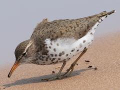 (Spotted Sandpiper) foraging (Spotted Sandpiper) foraging