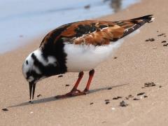 (Ruddy Turnstone) feeding (Ruddy Turnstone) feeding