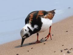 (Ruddy Turnstone) frontal (Ruddy Turnstone) frontal