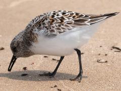 (Sanderling) breeding foraging (Sanderling) breeding foraging