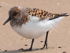 (Sanderling) breeding walking (Sanderling) breeding walking