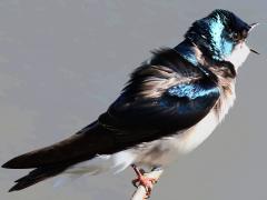 (Tree Swallow) male calling (Tree Swallow) male calling