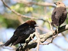 (Brown-headed Cowbird) pair (Brown-headed Cowbird) pair