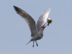 (Caspian Tern) Bluegill flip (Caspian Tern) Bluegill flip