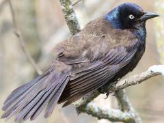 (Common Grackle) female fluffed (Common Grackle) female fluffed