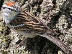 (Chipping Sparrow) standing (Chipping Sparrow) standing