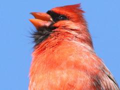 (Northern Cardinal) male singing (Northern Cardinal) male singing