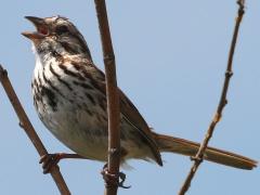 (Song Sparrow) singing (Song Sparrow) singing