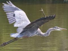 (Great Blue Heron) cruising (Great Blue Heron) cruising
