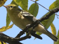 (Bay-breasted Warbler) juvenile (Bay-breasted Warbler) juvenile
