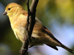 (American Goldfinch) juvenile (American Goldfinch) juvenile