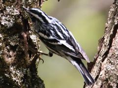 (Black-and-white Warbler) lateral (Black-and-white Warbler) lateral